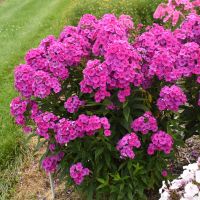 PHLOX - paniculata Material Girl